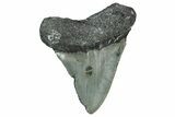 Serrated, Juvenile Megalodon Tooth - North Carolina #338511-1